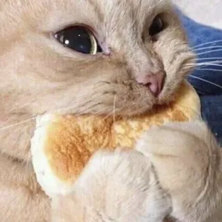 😨 83c0e46a แมว, ขนมปัง, น่ารัก, สัตว์, มีม, ตลก telegram sticker