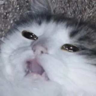 😨 87d3c94f แมว, สัตว์, ตลก, มีม, สัตว์เลี้ยง, ลูกแมว, น่ารัก, ปุย telegram sticker