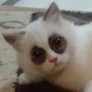 😨 a19d1cb4 แมว, สัตว์, สัตว์เลี้ยง, น่ารัก, แมวขาว telegram sticker