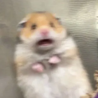 😨 abb40fc1 แฮมสเตอร์, ตกใจ, สัตว์ฟันแทะ, น่ารัก, กลัว, สัตว์ telegram sticker