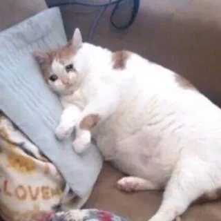 😢 b6671453 แมว, เศร้า, มีม, สัตว์, สัตว์เลี้ยง telegram sticker