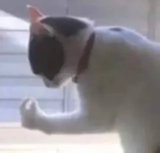 🤏 bbc4ef59 แมว, สัตว์, กำปั้น, มีม, ตลก telegram sticker