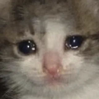 😨 c67965a4 แมว, ลูกแมว, เศร้า, ร้องไห้, อารมณ์, สัตว์, สัตว์เลี้ยง telegram sticker