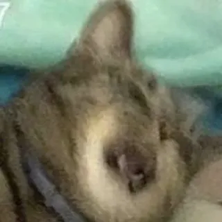 😨 d13698c4 แมว, สัตว์เลี้ยง, สัตว์, แมวบ้าน telegram sticker