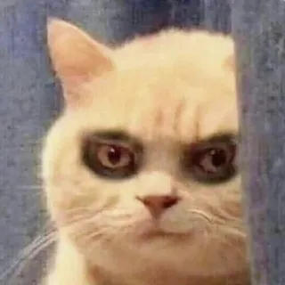 😨 d7a37495 แมว, สัตว์, มีม, ตลก, สัตว์เลี้ยง, สีหน้า telegram sticker