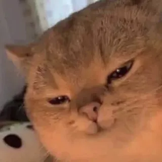 😏 f1fc013f แมว, มีม, ตลก, สัตว์, สัตว์เลี้ยง, น่ารัก telegram sticker