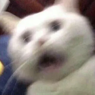 😨 f35d4df0 แมว, มีม, ตลก, สัตว์เลี้ยง, ตกใจ, สัตว์ telegram sticker