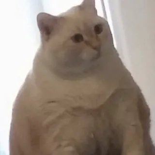 😨 f6a85984 แมว, สัตว์, สัตว์เลี้ยง, สัตว์เลี้ยงในบ้าน, สัตว์เลี้ยงลูกด้วยนม, สัตว์ตระกูลแมว telegram sticker