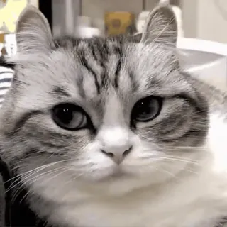 🤨 5511aafd кот, питомец, животное, милый, домашняя кошка, кошачий telegram sticker