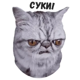 😠 882f4e39 суки! кот, стикер, злой, животное, русское ругательство telegram sticker