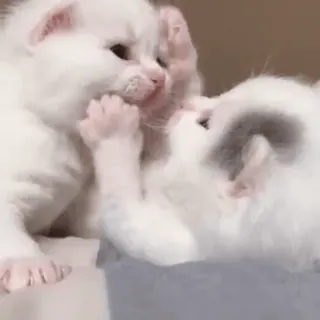 🥰 d9fa5139 котёнок, кот, питомец, животное, милый, белый, очаровательный telegram sticker