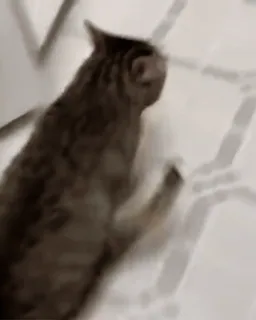 🐱 eaa24923 кот, домашнее животное, питомец, кошачий telegram sticker