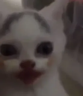 😄 3ead0d98 고양이, 밈, 웃긴, 동물, 애완동물, 새끼 고양이 telegram sticker