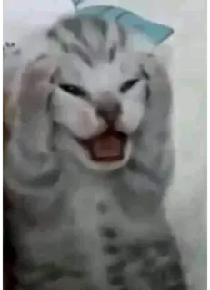 🙄 9a57f93a 고양이, 동물, 밈, 웃긴, 애완동물, 귀여운 telegram sticker