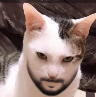 👋 d8c8ec9f 고양이, 남자, 웃긴, 동물, 애완 동물, 밈, 이상한, 혼종 telegram sticker