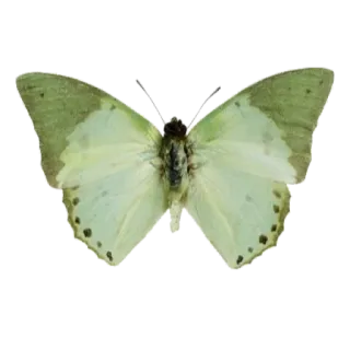 green & white aesthetic // by pine.appleee__ whatsapp stickers