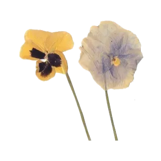 🌷 4e6ffc5f 花, 三色堇, 黄色, 紫色, 花卉, 植物 telegram sticker