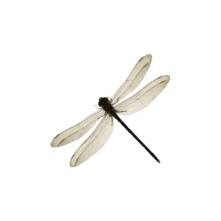 🐛 9054b756 蜻蜓, 昆虫, 翅膀, 自然, 野生动物, 动物 telegram sticker