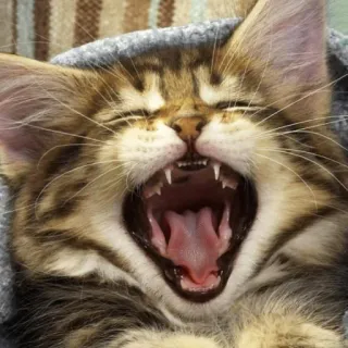 🙀 4c9e5697 고양이, 새끼 고양이, 하품, 동물, 고양이과, 귀여운, 애완동물 telegram sticker