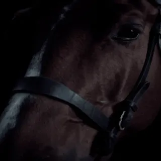 🙊 4ad324b1 kuda, binatang, ekuin, kuda coklat, kepala kuda, kekang, mamalia telegram sticker