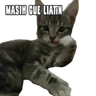 😾 841d2b6e MASIH GUE LIATIN kot, zwierzę, mem, śmieszne, naklejka, patrzący telegram sticker