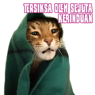 😢 aeacabc4 TERSIKSA OLEH SEJUTA KERINDUAN kot, koc, smutny, mem, słodki, zwierzę, zwierzę domowe telegram sticker