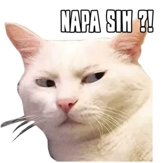 😾 af0c5362 NAPA SIH ?! kot, mem, śmieszne, zwierzę, naklejka, wyrażenie, zmieszany telegram sticker