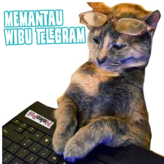Neticeng @wikihowindonesia x @gifpanda telegram stickers