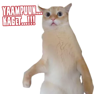 😮 e3cb22f5 YAAMPUN... KAGET...!!! kot, zszokowany, śmieszne, zwierzę, mem telegram sticker