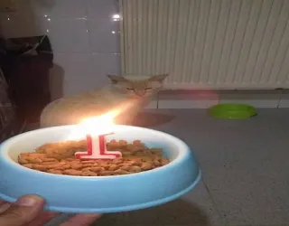 😸 077957e0 kat, verjaardag, eten, huisdier, kaars, feest, huisdier telegram sticker