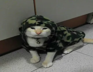 😾 228b3a94 kat, dier, huisdier, schattig, camouflage, hoodie telegram sticker