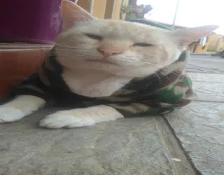 😑 2fd327a7 kat, dier, huisdier, schattig, katachtig, huiskat telegram sticker