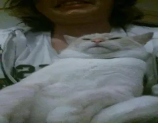 😖 307d2192 kat, huisdier, huisdier, zoogdier, witte kat, dier telegram sticker