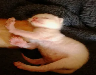 😸 39b4e22f kitten, kat, baby dier, slapen, schattig telegram sticker