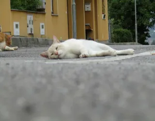 😴 481dd344 kat, dier, huisdier, slapen, witte kat telegram sticker