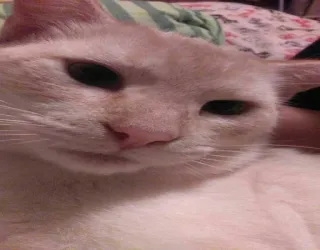 🐱 605f88e0 kat, huisdier, dier, zoogdier, huiskat, katachtige telegram sticker