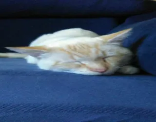 😴 61a5d716 kat, huisdier, dier, huisdier, kitten, slapen, schattig telegram sticker