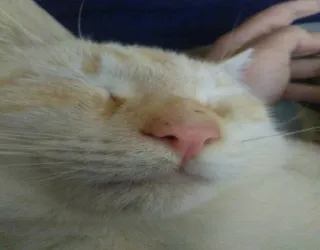 😴 654e5745 kat, huisdier, dier, huiskat, zoogdier, close-up telegram sticker