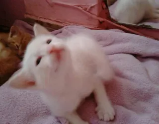 🤔 7b6e4b95 kitten, kat, wit, schattig, huisdier, dier telegram sticker