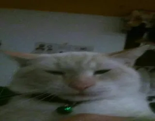 😒 7d00ae78 kat, huisdier, dier, witte kat, huiskat telegram sticker