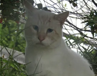 🙄 8b0f0fa7 kat, dier, huisdier, zoogdier, katachtige, huisdier, witte kat telegram sticker