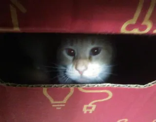 😶 beb7b794 kat, doos, huisdier, dier, katachtig, schattig telegram sticker