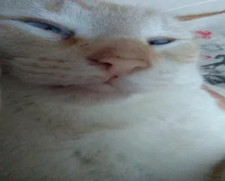 😾 c7bed265 kat, huisdier, dier, huiskat, katachtig telegram sticker