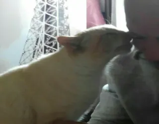 😘 c8bfdf19 kat, huisdier, huisdier, dier, huiskat, zoogdier telegram sticker