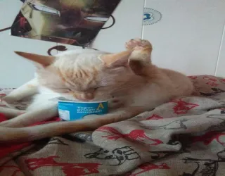 😋 cbd85c9e kat, huisdier, huisdier, katachtig, yoghurt, container telegram sticker