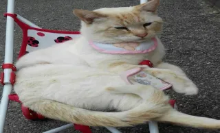 😽 dae0c03a kat, dier, huisdier, baby, kinderwagen, schattig telegram sticker