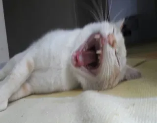 😬 e69d48b0 kat, gapen, dier, huisdier, zoogdier telegram sticker