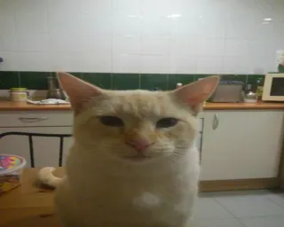 😼 ee811dfd kat, huisdier, dier, huiskat, zoogdier, katachtige telegram sticker