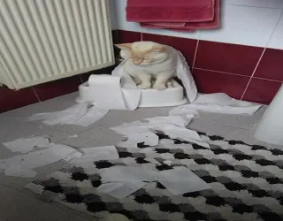 🙀 fef00d1e kat, toiletpapier, badkamer, huisdier, huisdier, rommel telegram sticker