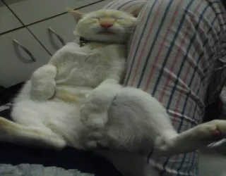 😴 ff885e1d kat, dier, huisdier, slapen, huiselijk, schattig, katachtig telegram sticker